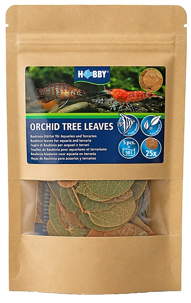 Hobby Orchid Tree Leaves Hobby Orchid Tree Leaves