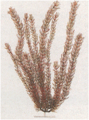 Tetra Plantastics red foxtail