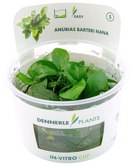 Dennerle Anubias barteri nana In-Vitro Cup