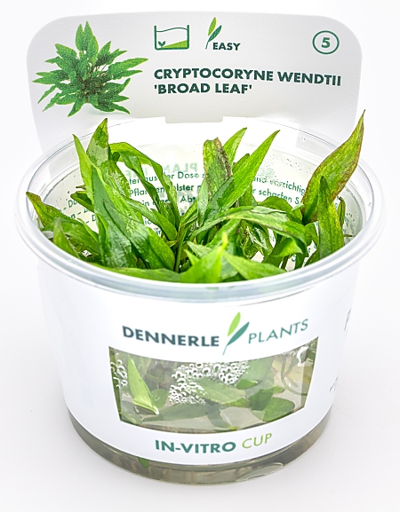 Dennerle Cryptocoryne wendtii 'Broad Leaf' In-Vitro Cup