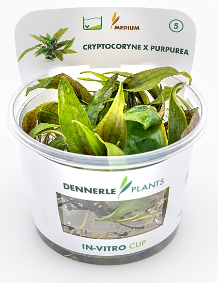 Dennerle Cryptocoryne x purpurea In-Vitro Cup