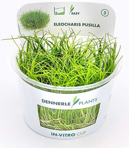 Dennerle Eleocharis pusilla In-Vitro Cup