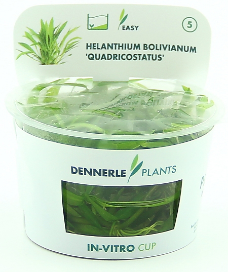 Dennerle Helanthium bolivianum ´Quadricostatus´ In-Vitro Cup