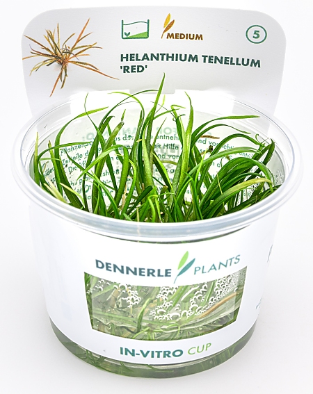 Dennerle Helanthium tenellum ´Red´ In-Vitro Cup