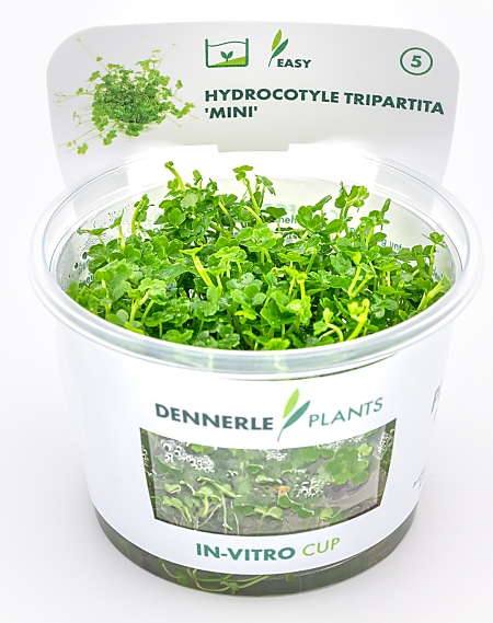 Dennerle Hydrocotyle tripartita ´Mini´ In-Vitro Cup