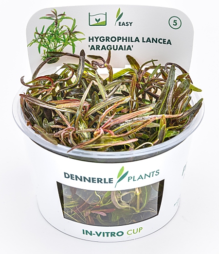 Taça in vitro Dennerle Hygrophila lancea 'Araguaia'