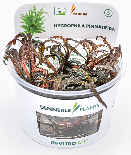 Dennerle Hygrophila pinnatifida Taça In-Vitro