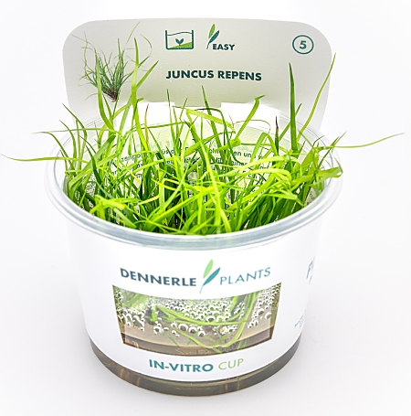 Dennerle Juncus repens In-Vitro Cup