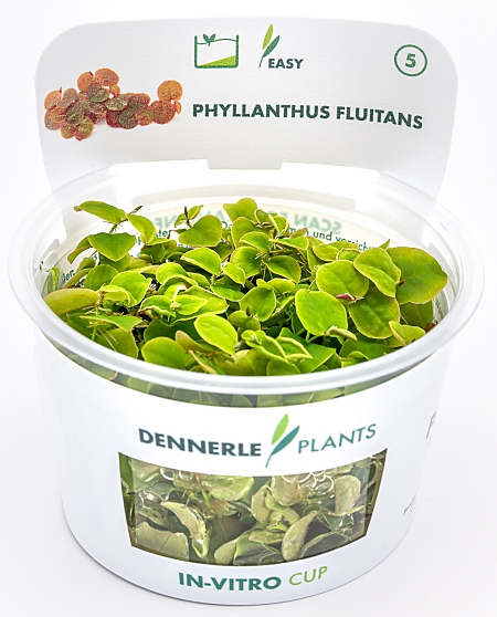 Dennerle Phyllanthus fluitans In-Vitro Cup