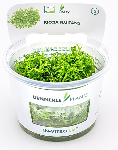 Dennerle Riccia fluitans In-Vitro Cup