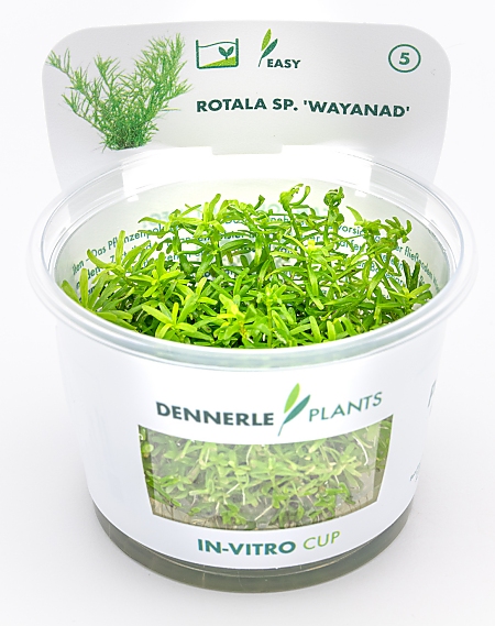 Dennerle Rotala sp. ´Wayanad´ In-Vitro Cup