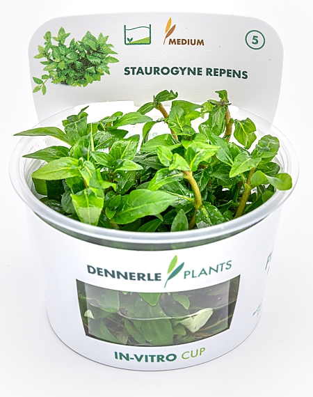 Dennerle Staurogyne repens In-Vitro Cup