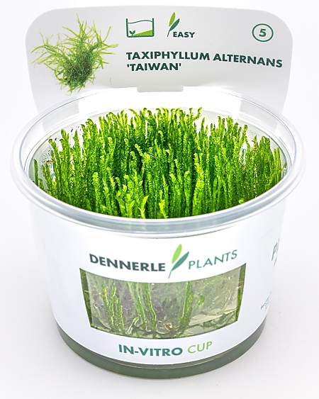 Dennerle Taxiphyllum alternans 'Taiwan' In-Vitro Cup