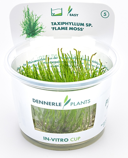 Dennerle Taxiphyllum sp. 'Flammenmoos' In-Vitro Cup