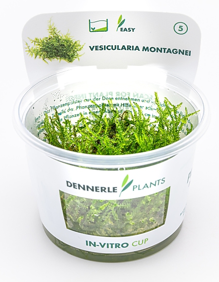 Dennerle Vesicularia montagnei In-Vitro Cup