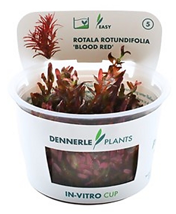 Dennerle Rotala rotundifolia 'Blood Red' In-Vitro Cup Dennerle Rotala rotundifolia 'Blood Red' In-Vitro Cup