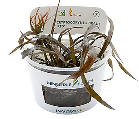 Dennerle Cryptocoryne Spiralis 'Red' Dennerle Cryptocoryne Spiralis 'Red'