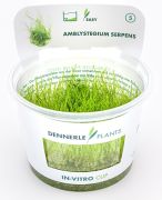 Dennerle Amblystegium serpens In-Vitro Cup