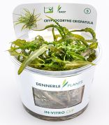 Dennerle Cryptocoryne crispatula In-Vitro Cup