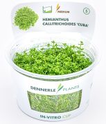 Dennerle Hemianthus callitrichoides 'Cuba' In-Vitro Cup