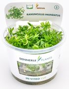 Dennerle Ranunculus inundatus In-Vitro Cup