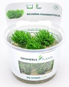 Dennerle Riccardia chamedryfolia In-Vitro Cup