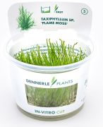 Dennerle Taxiphyllum sp. 'Flamme Moss' In-Vitro Cup